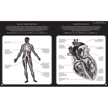 Gabinet Anatomii Album z Trójwarstwowymi Ilustracjami