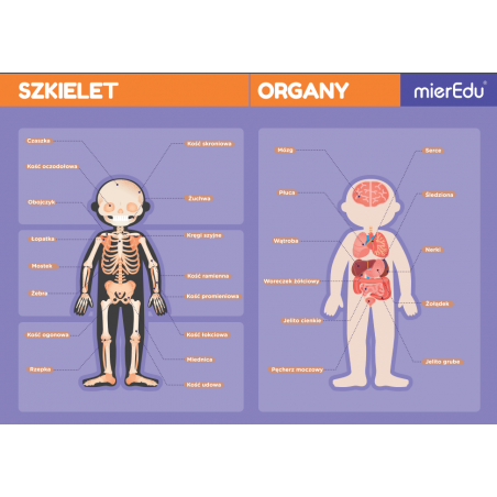 Ciało człowieka Magnetyczna Układanka Anatomy Puzzle - mierEdu