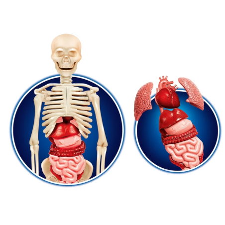 Ciało ludzkie anatomia człowieka Clementoni