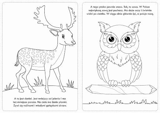 Kolorowanka z naklejkami Niesamowite zwierzęta w lesie - 74 naklejki