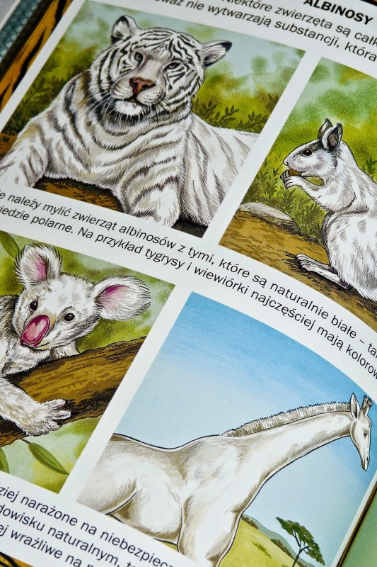 Zwierzęta. Świat w obrazkach