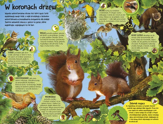 Poznaj mieszkańców lasu - książka z dźwiękami