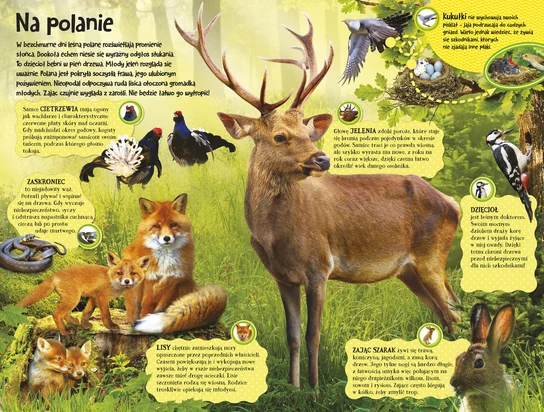 Poznaj mieszkańców lasu - książka z dźwiękami