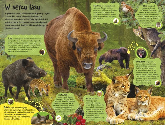 Poznaj mieszkańców lasu - książka z dźwiękami