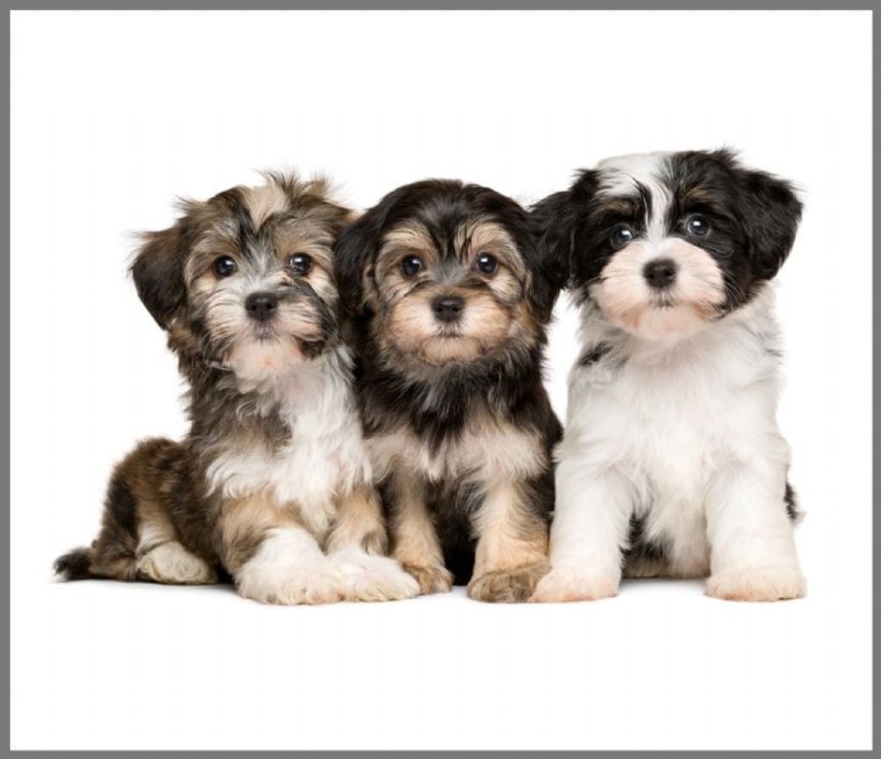 Projektor z Latarką Małe Zwierzątka - Brainstorm