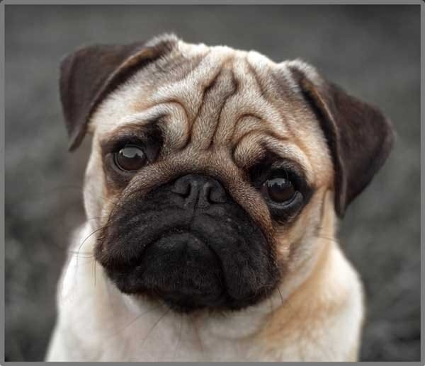 Projektor z Latarką Małe Pieski - Brainstorm