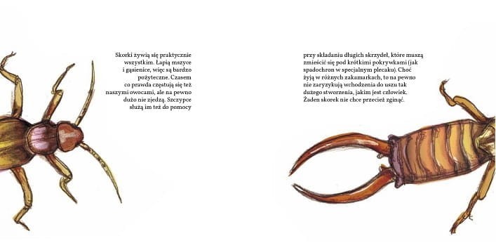 Pupy, ogonki i kuperki - Mikołaj Golachowski