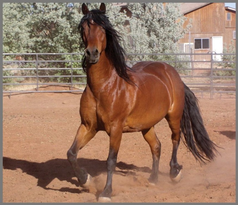 Projektor Latarka Konie - Brainstorm