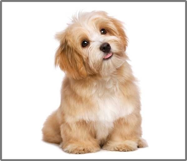 Projektor z Latarką Małe Pieski - Brainstorm