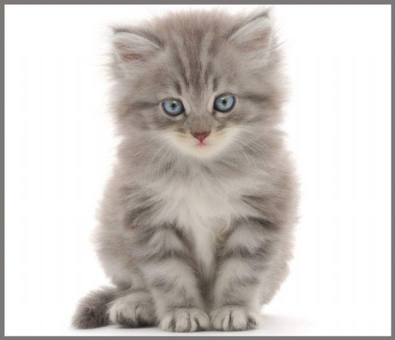 Projektor z Latarką Małe Zwierzątka - Brainstorm