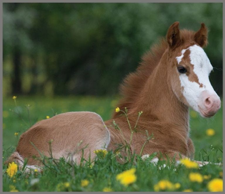 Projektor Latarka Konie - Brainstorm