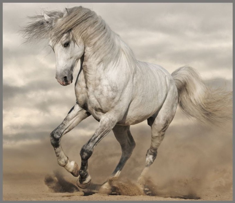 Projektor Latarka Konie - Brainstorm