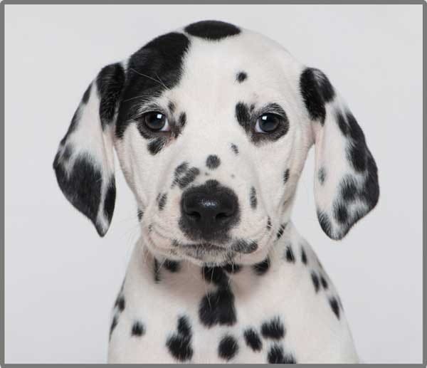 Projektor z Latarką Małe Pieski - Brainstorm