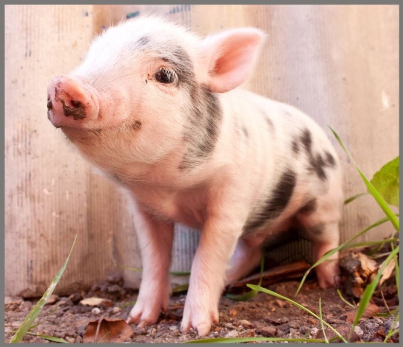 Projektor z Latarką Małe Zwierzątka - Brainstorm