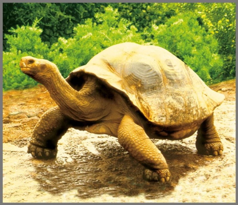 Projektor Latarka Zwierzęta Egzotyczne - Brainstorm