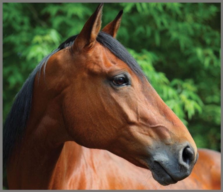 Projektor Latarka Konie - Brainstorm