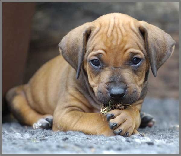 Projektor z Latarką Małe Pieski - Brainstorm