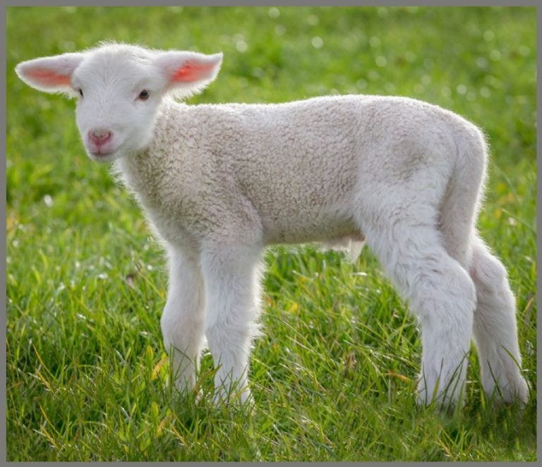 Projektor z Latarką Małe Zwierzątka - Brainstorm