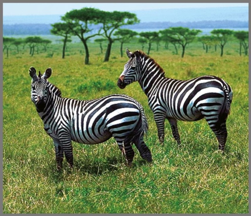 Projektor Latarka Zwierzęta Egzotyczne - Brainstorm