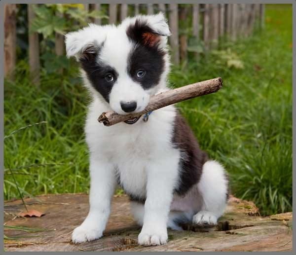 Projektor z Latarką Małe Pieski - Brainstorm