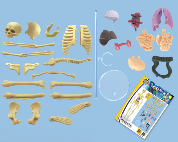 Human-body-contents-image-for-catalogue-web.jpg